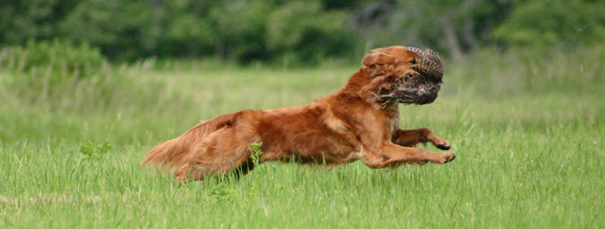 Pheasant-Retrieve.jpg